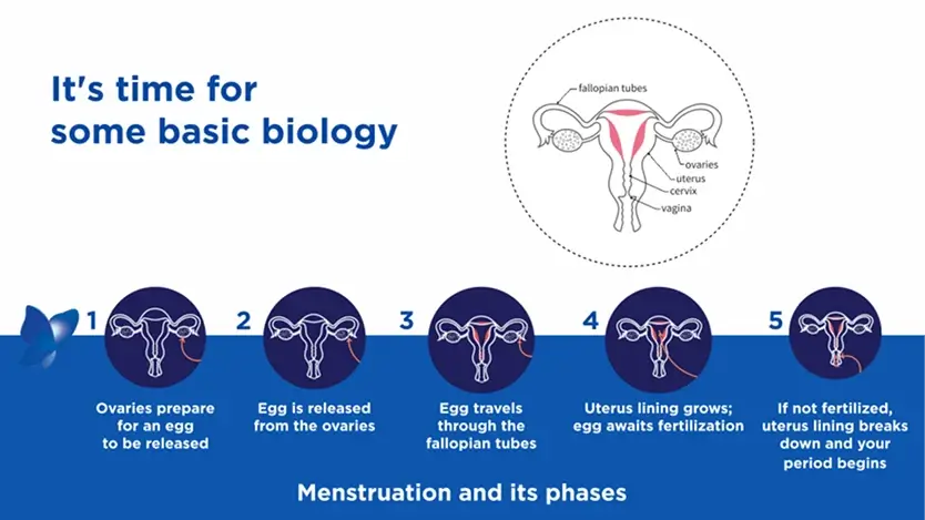 Diagram explaining the biology of the menstrual cycle