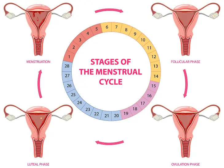 Illustration of the menstrual cycle stages